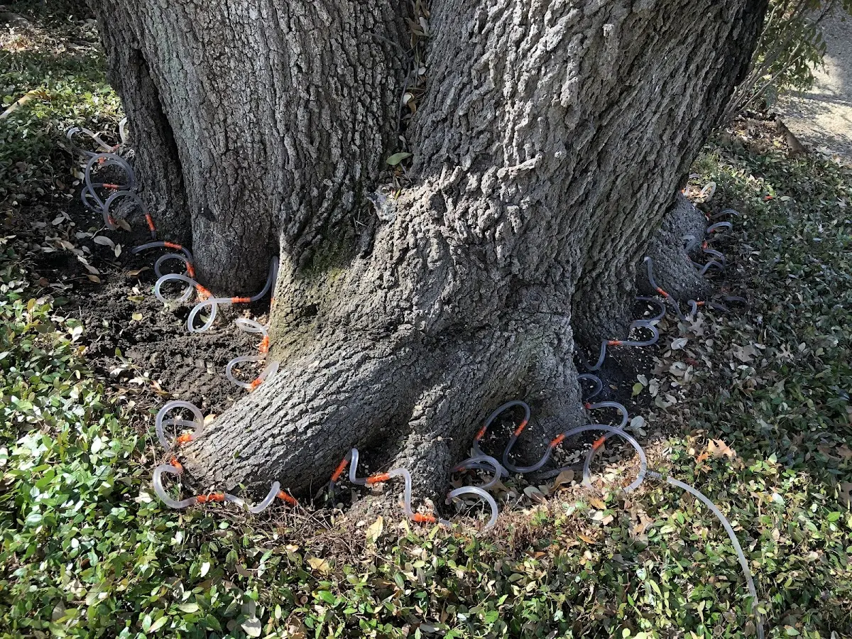 Detailed Tree Cabling and Bracing job site in Maringouin